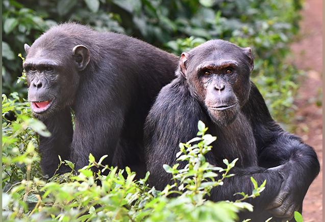 World Nature Conservation Day 2020: time to redouble conservation efforts.