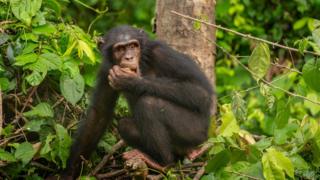 World Chimpanzee Day 2020: the future of the endangered Nigeria-Cameroon and the Central Chimpanzees